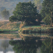 Echoes in the still water
