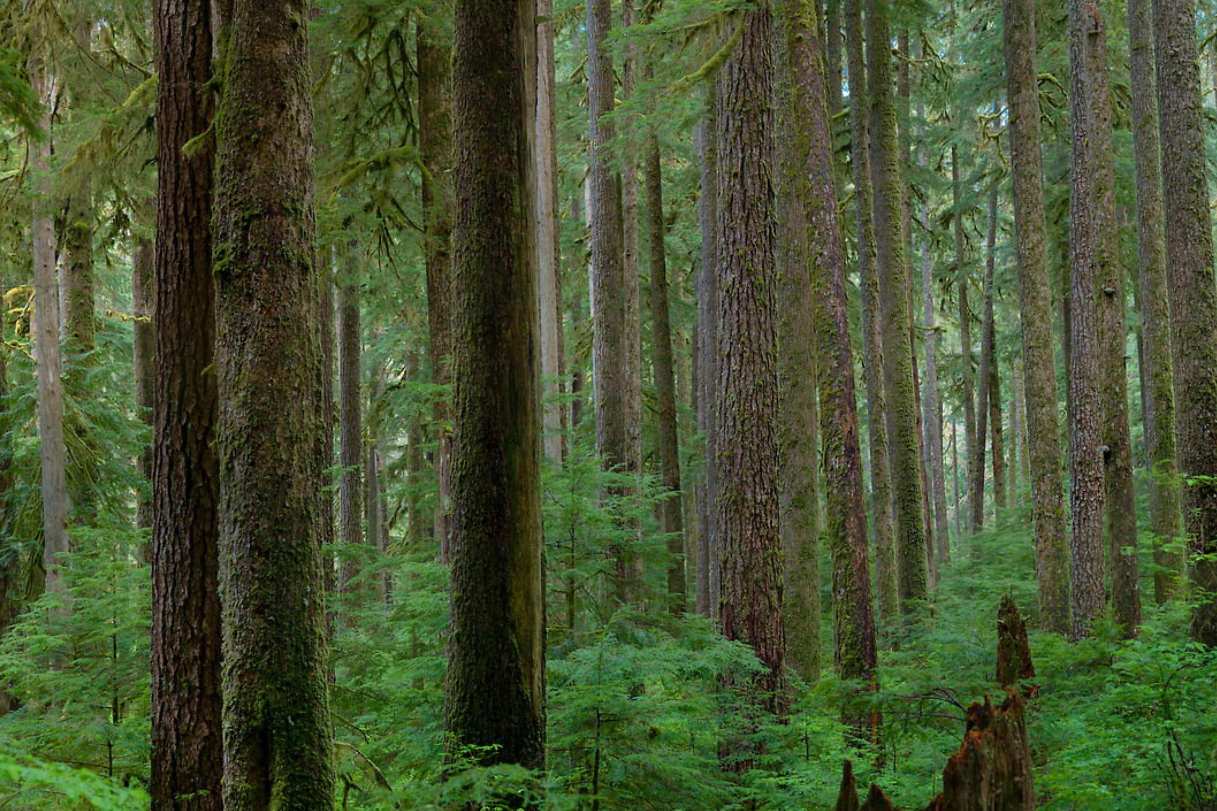 Endless Forest