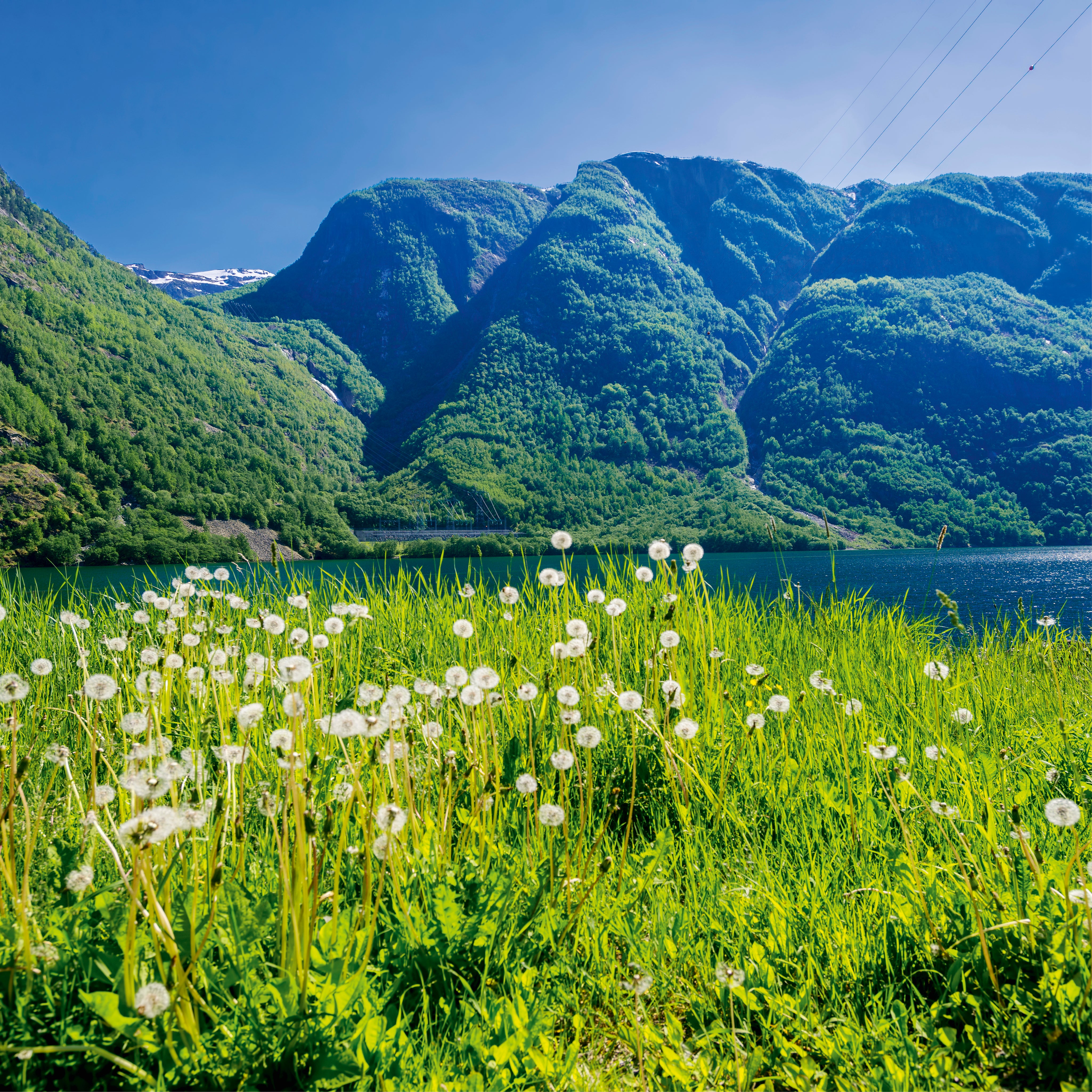 Fjord in bloom