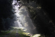 Forest breath