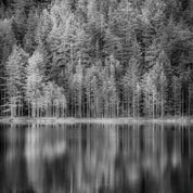 Silent forest