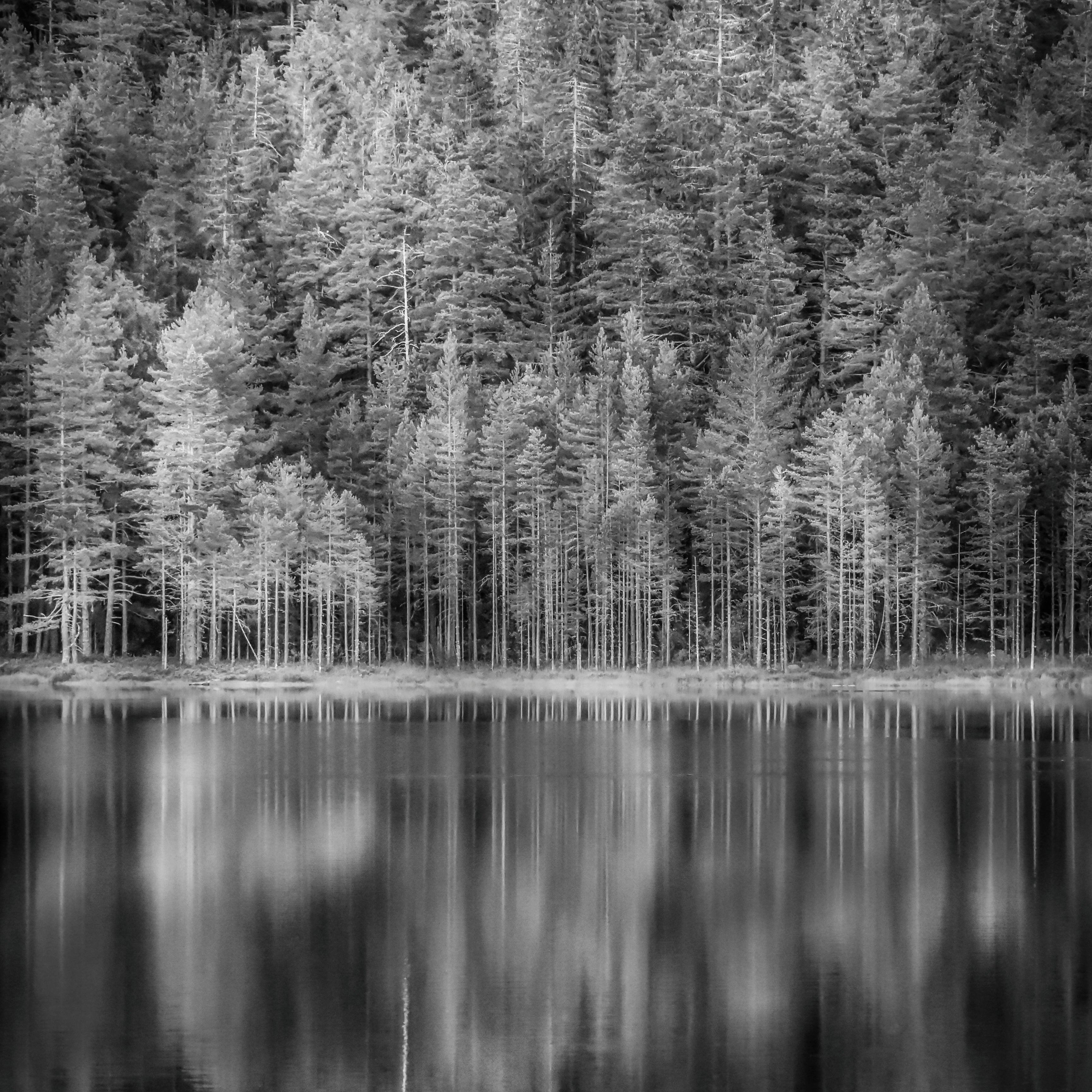 Silent forest