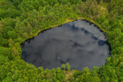 Forest mirror