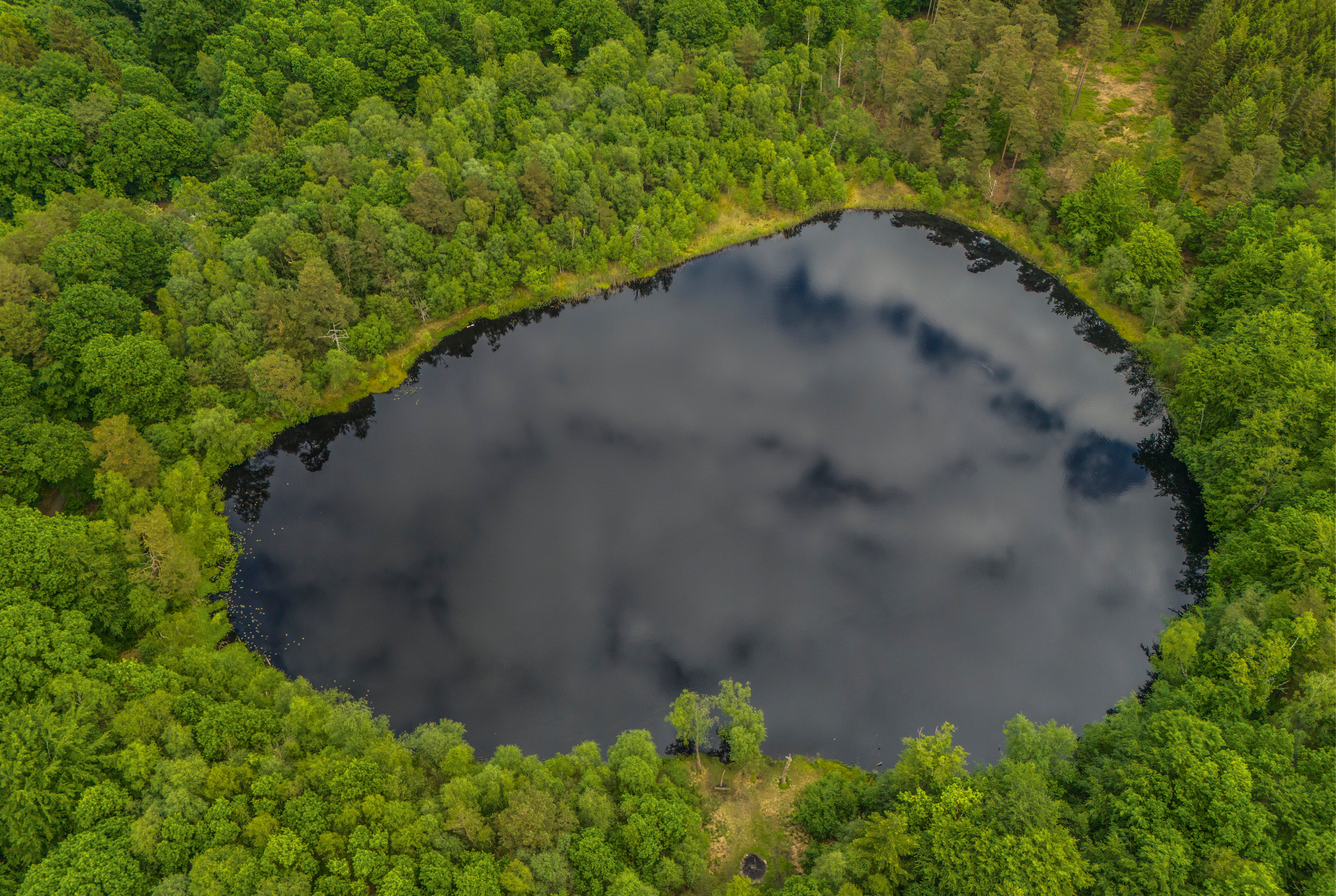 Forest mirror