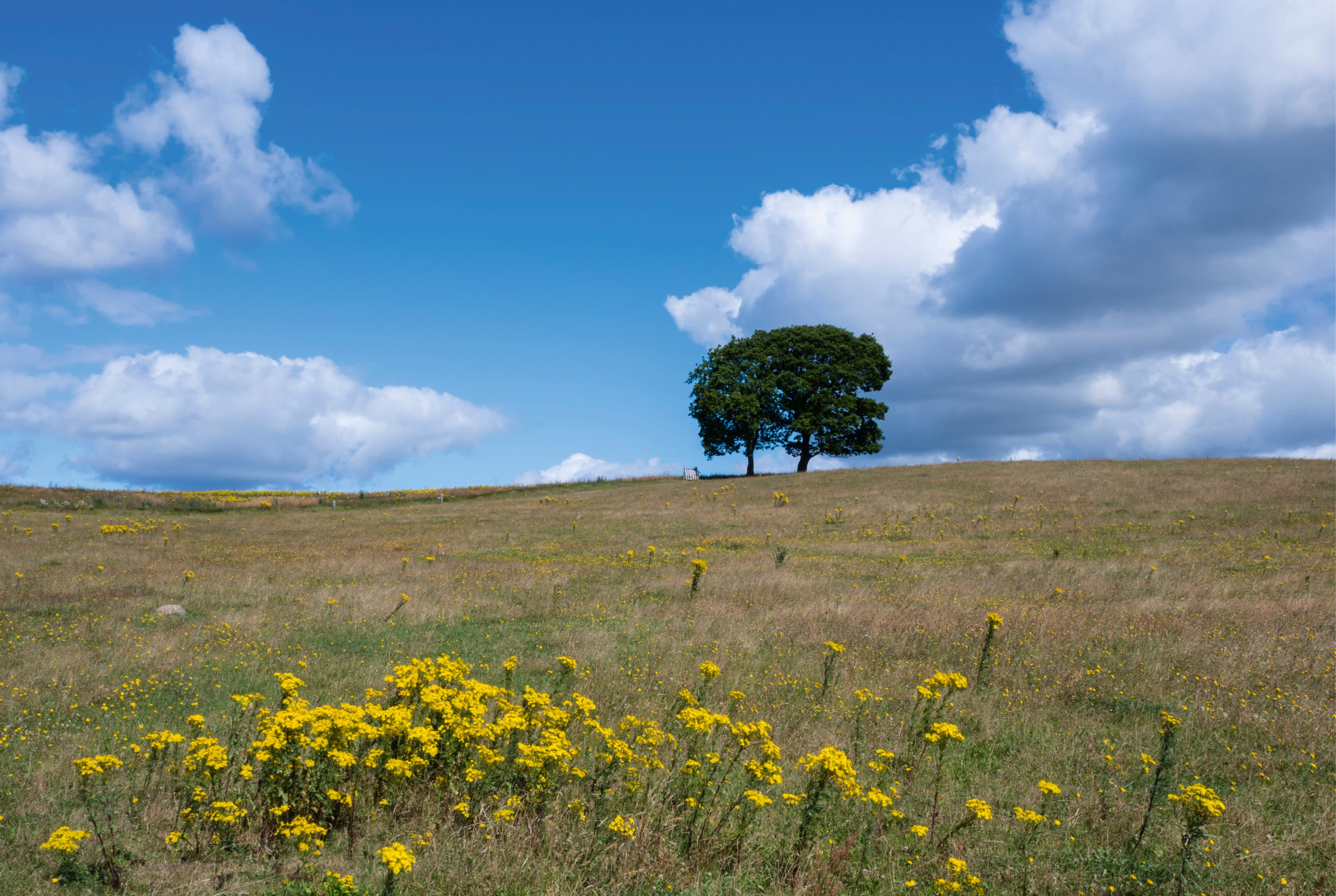 Lone tree