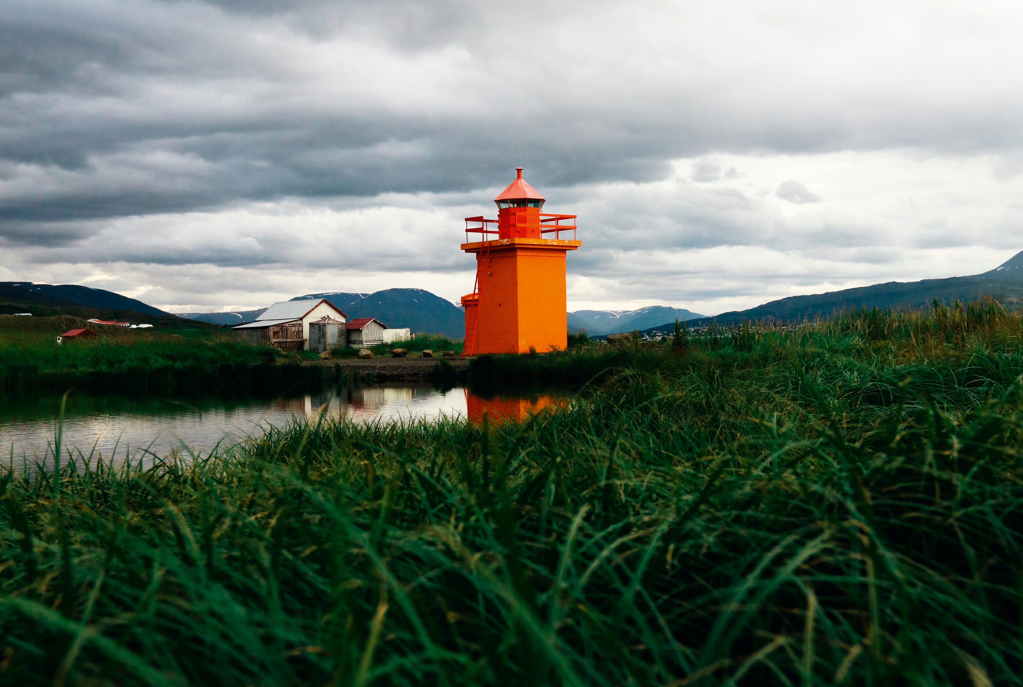 Orange in the grassy mire