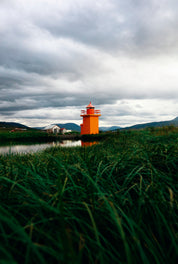 Orange in the grassy mire