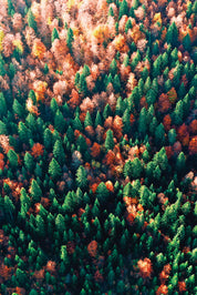 Palette of fall
