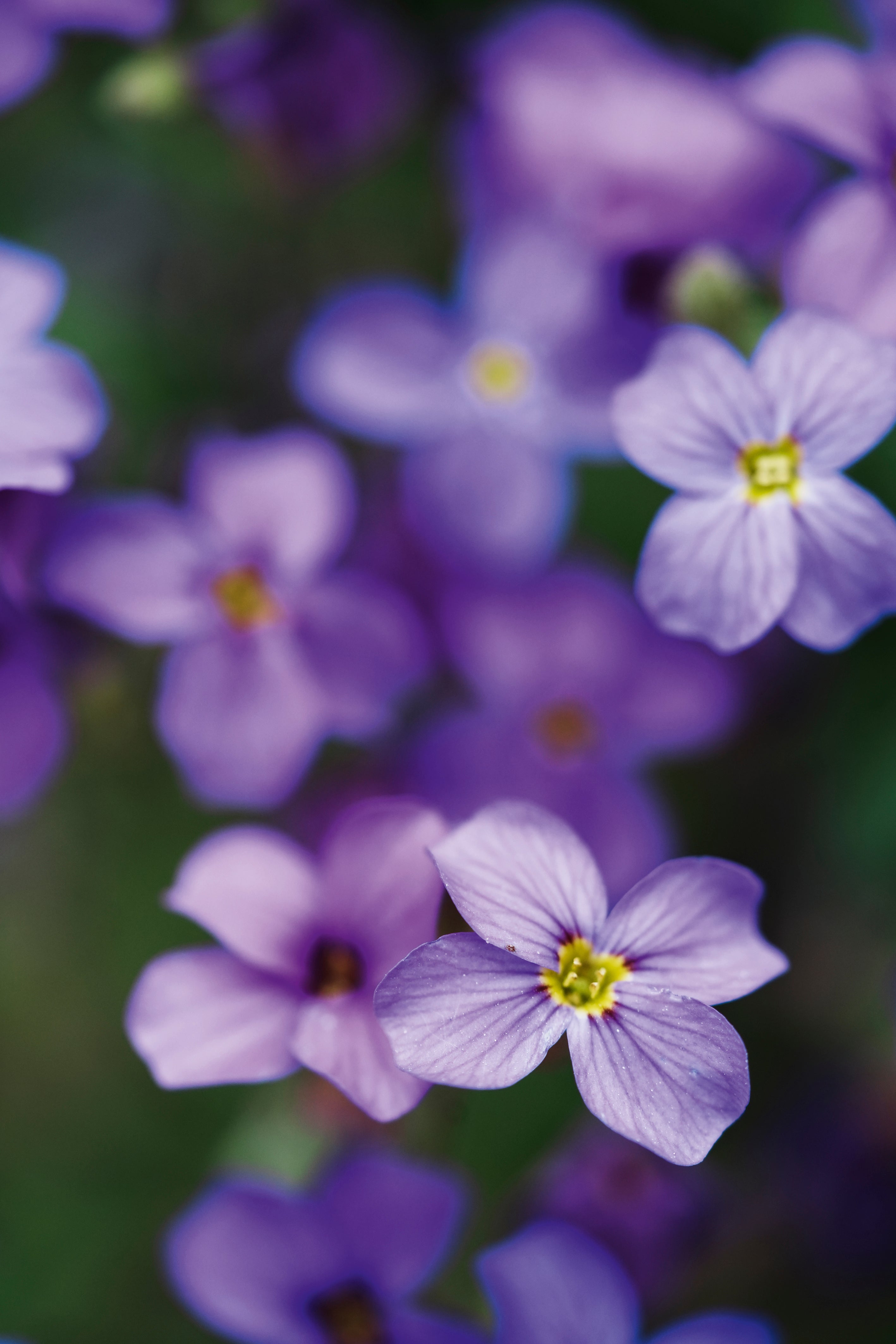 Purely purple