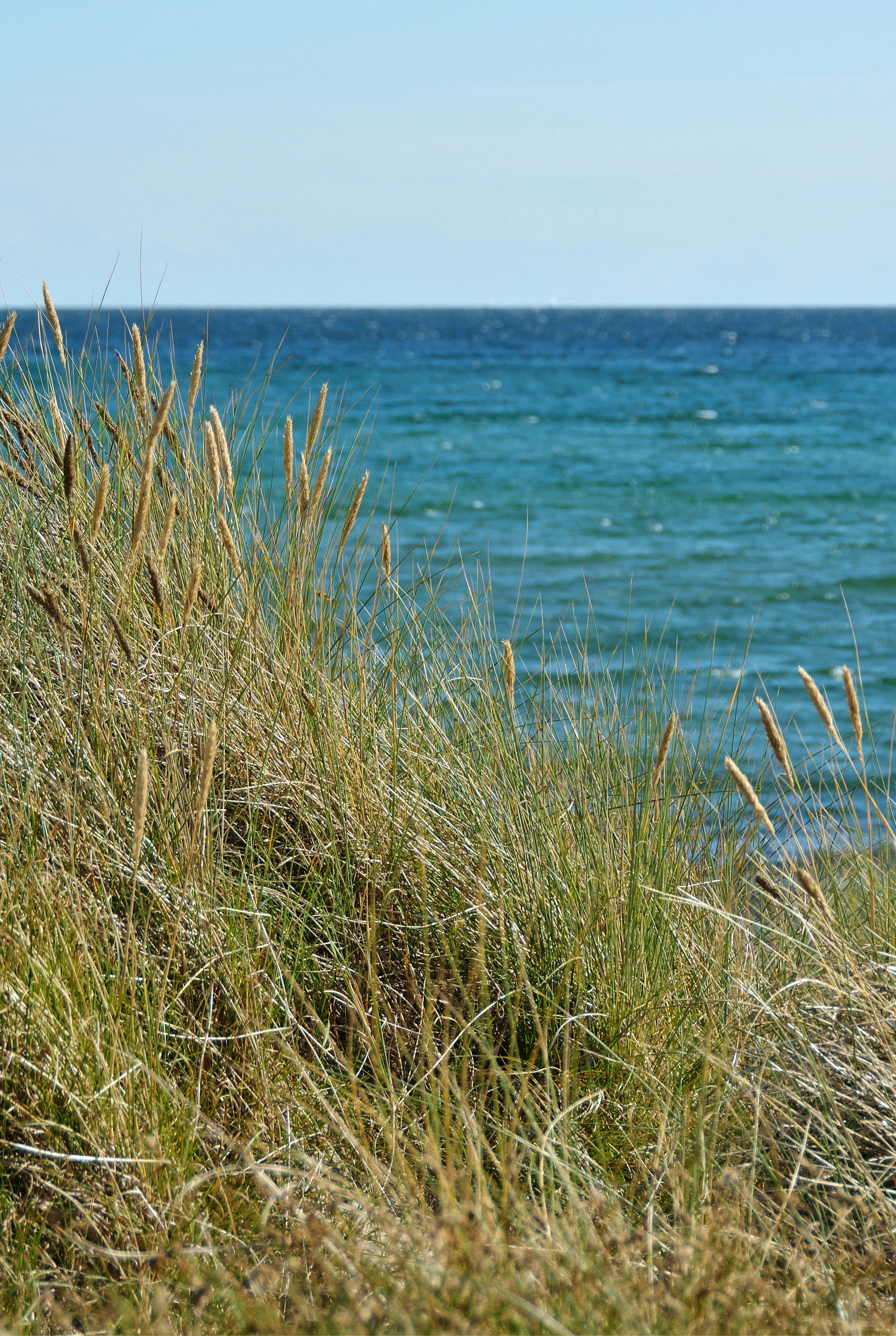 Seagrass serenade