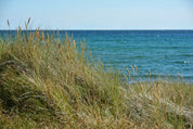 Seagrass serenade