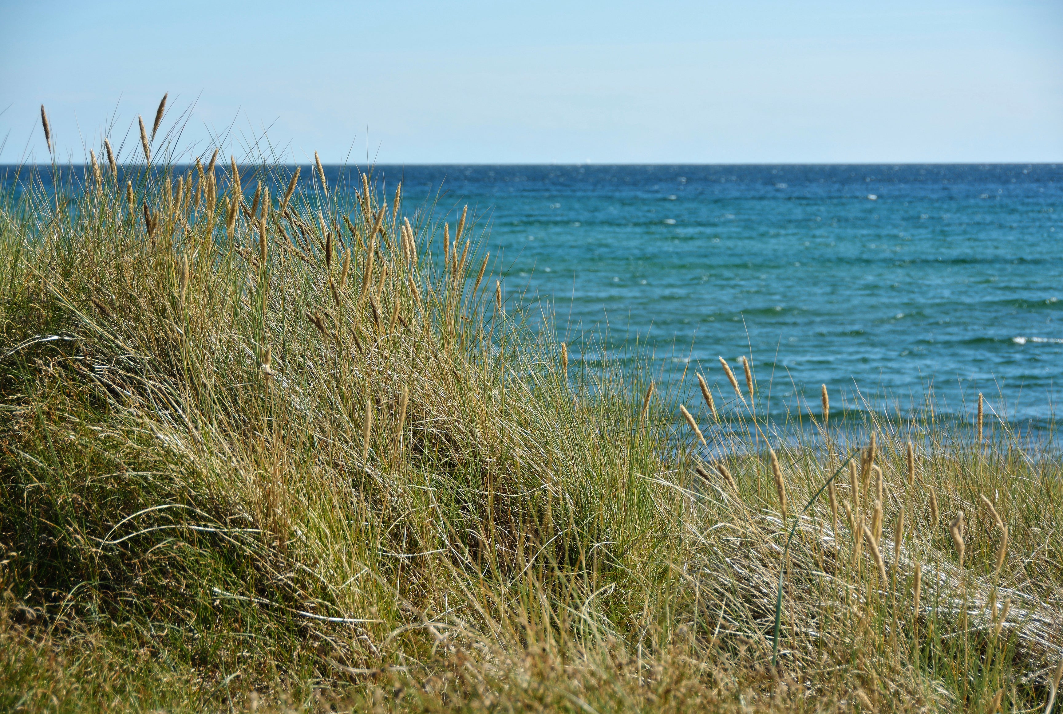Seagrass serenade