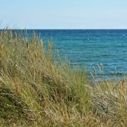 Seagrass serenade