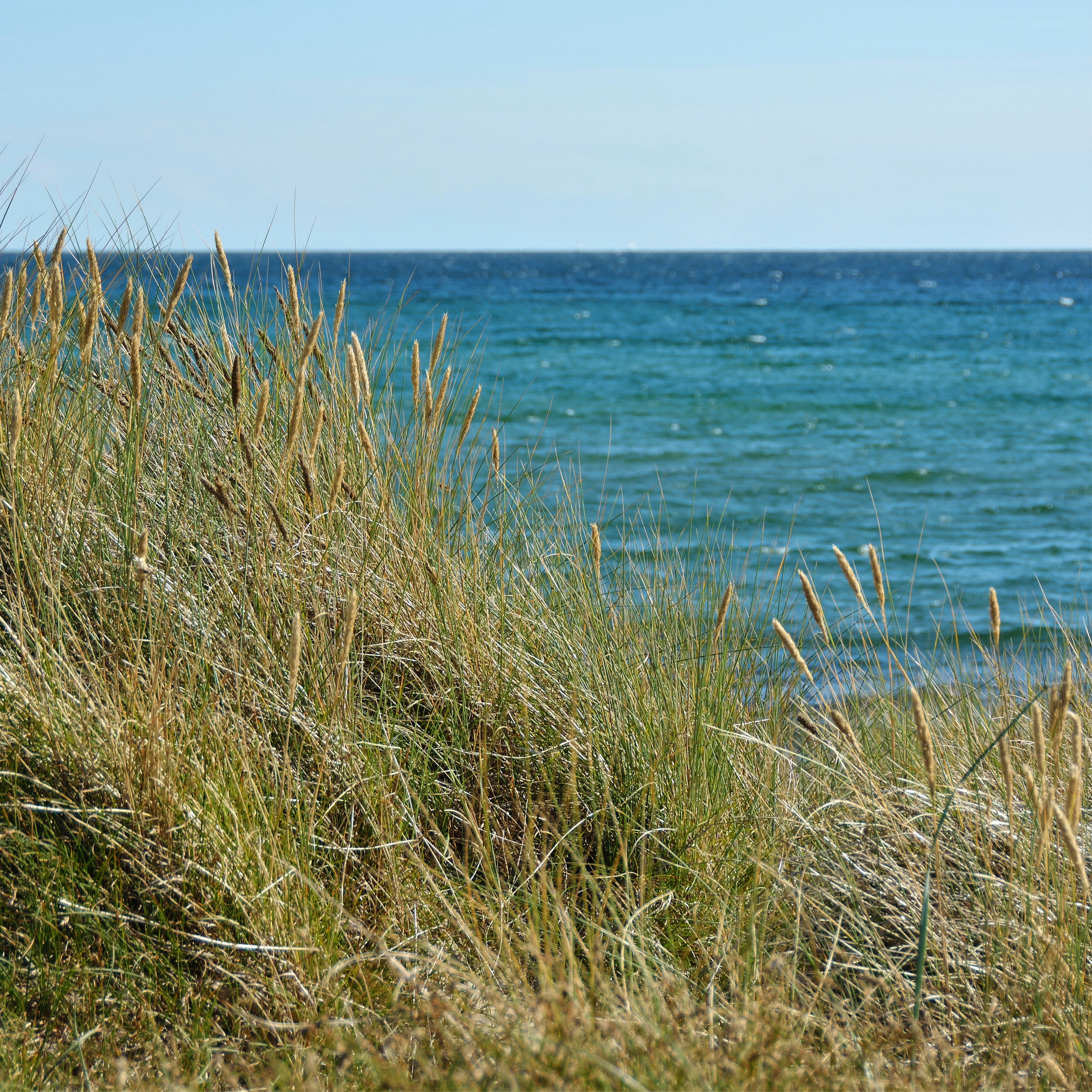 Seagrass serenade