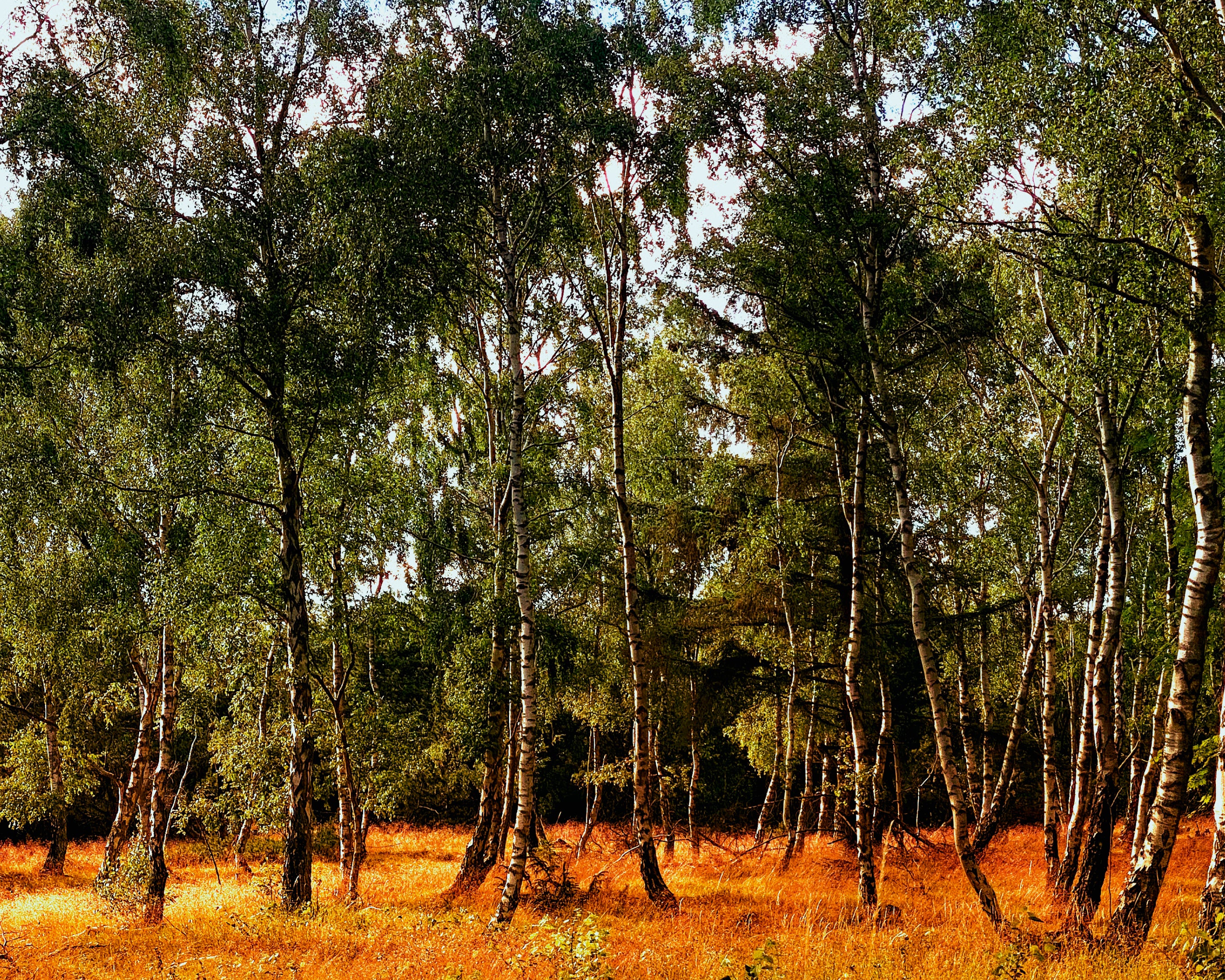 Silentflame-100x150cm.jpg