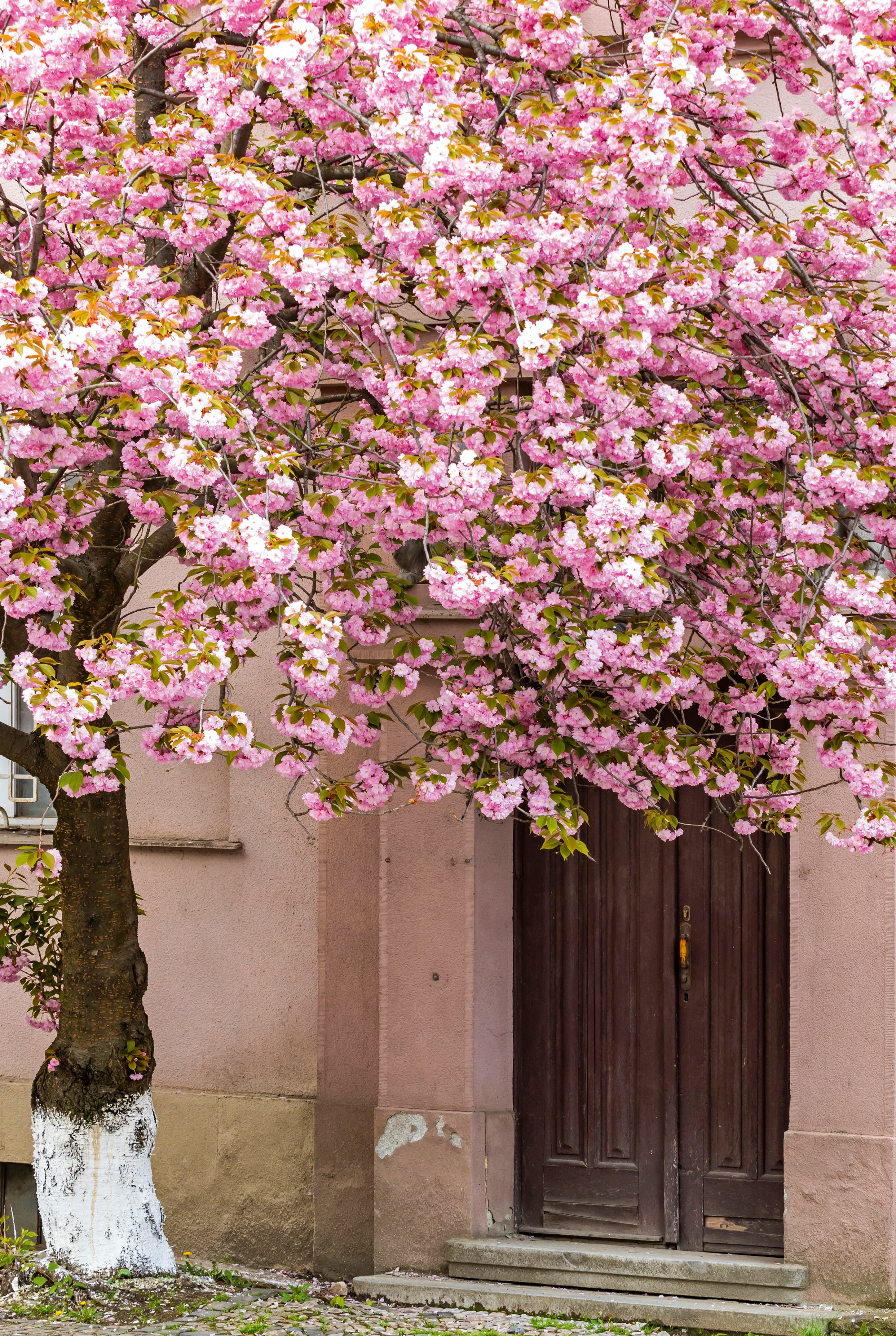 Spring’s secret entrance