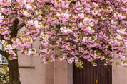 Spring’s secret entrance