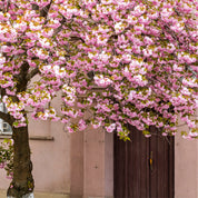 Spring’s secret entrance