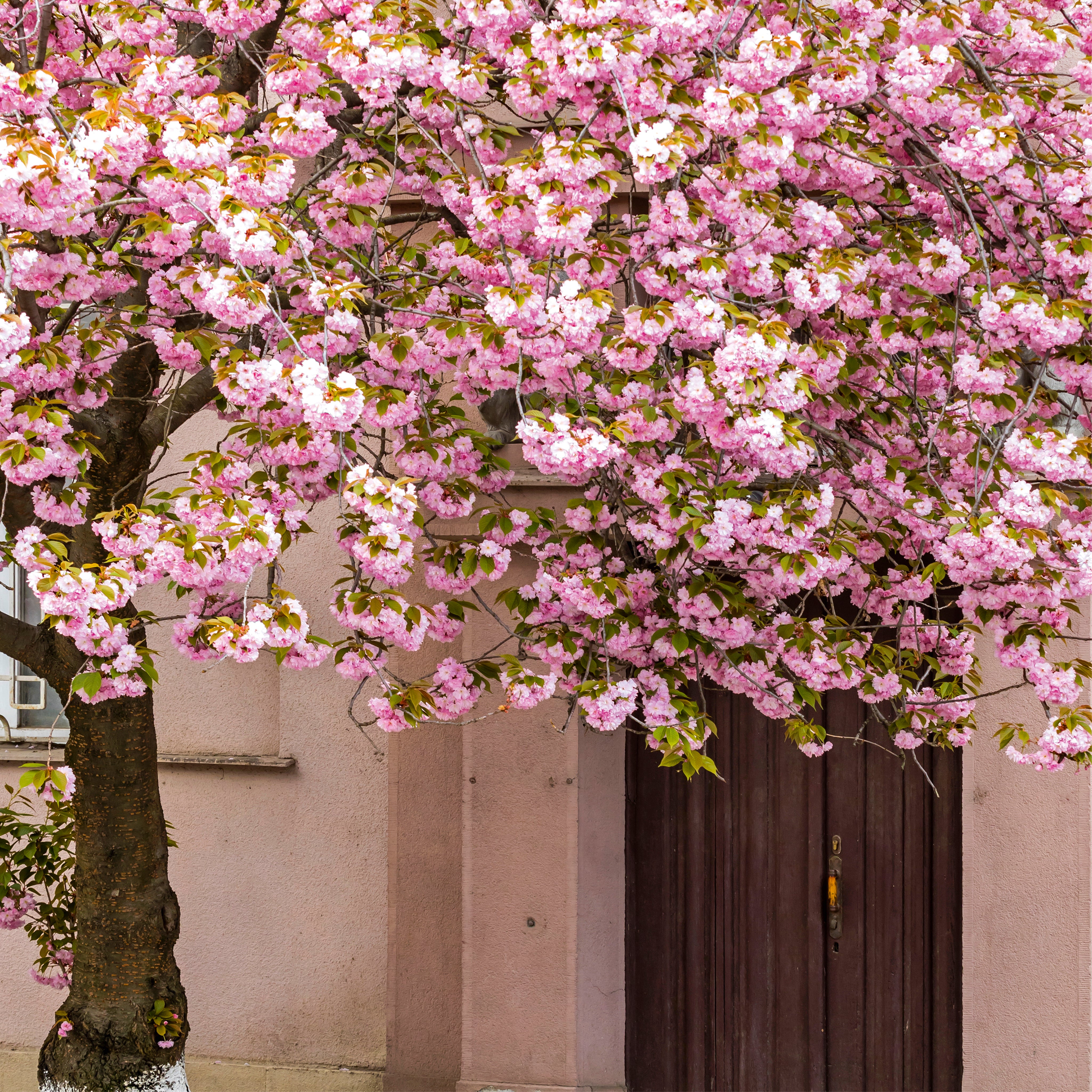 Spring’s secret entrance
