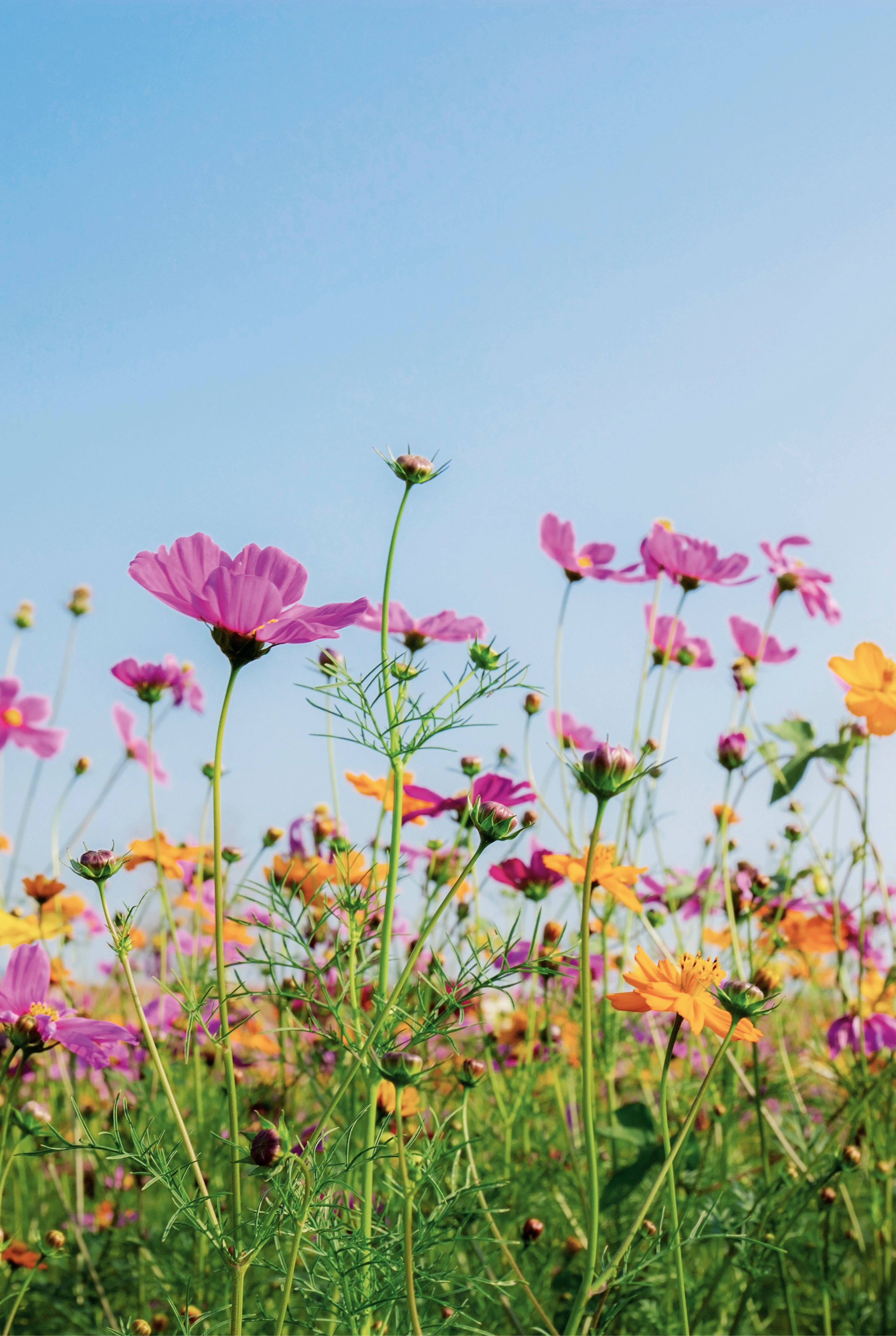 Summer bloom