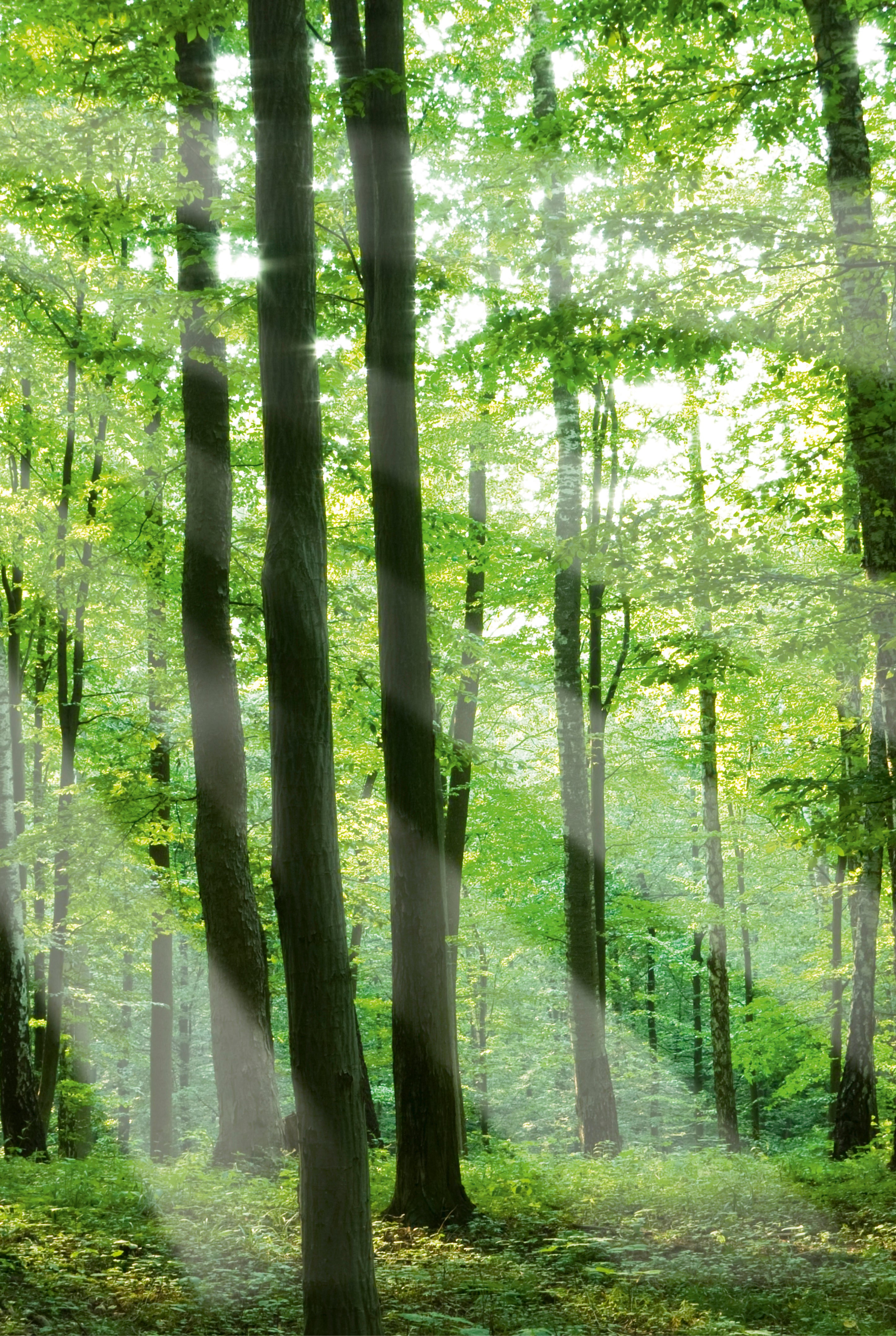 Sunlit grove