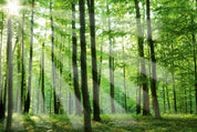 Sunlit grove