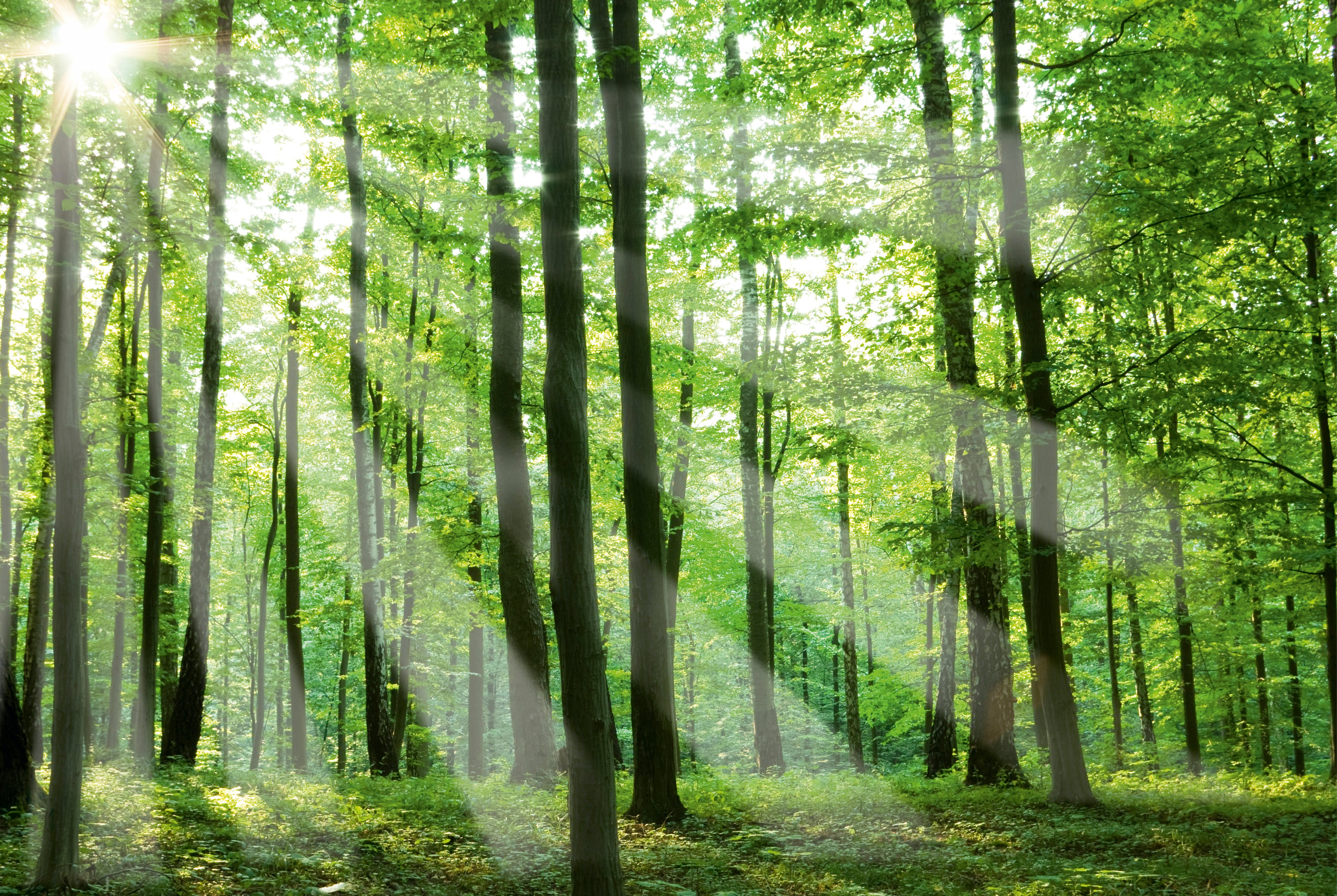 Sunlit grove