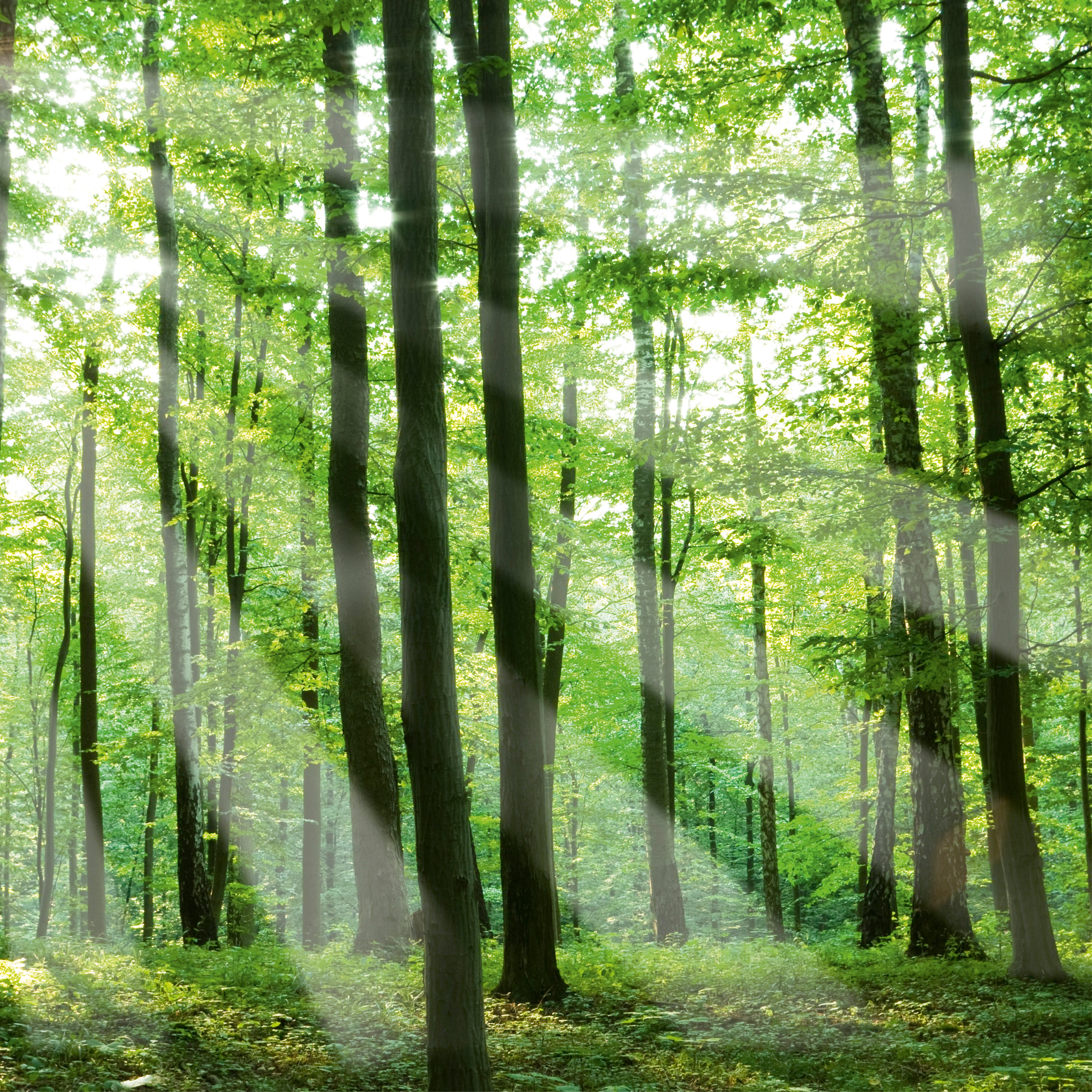 Sunlit grove