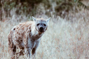 The watcher