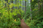 Trail in Fir and Maple