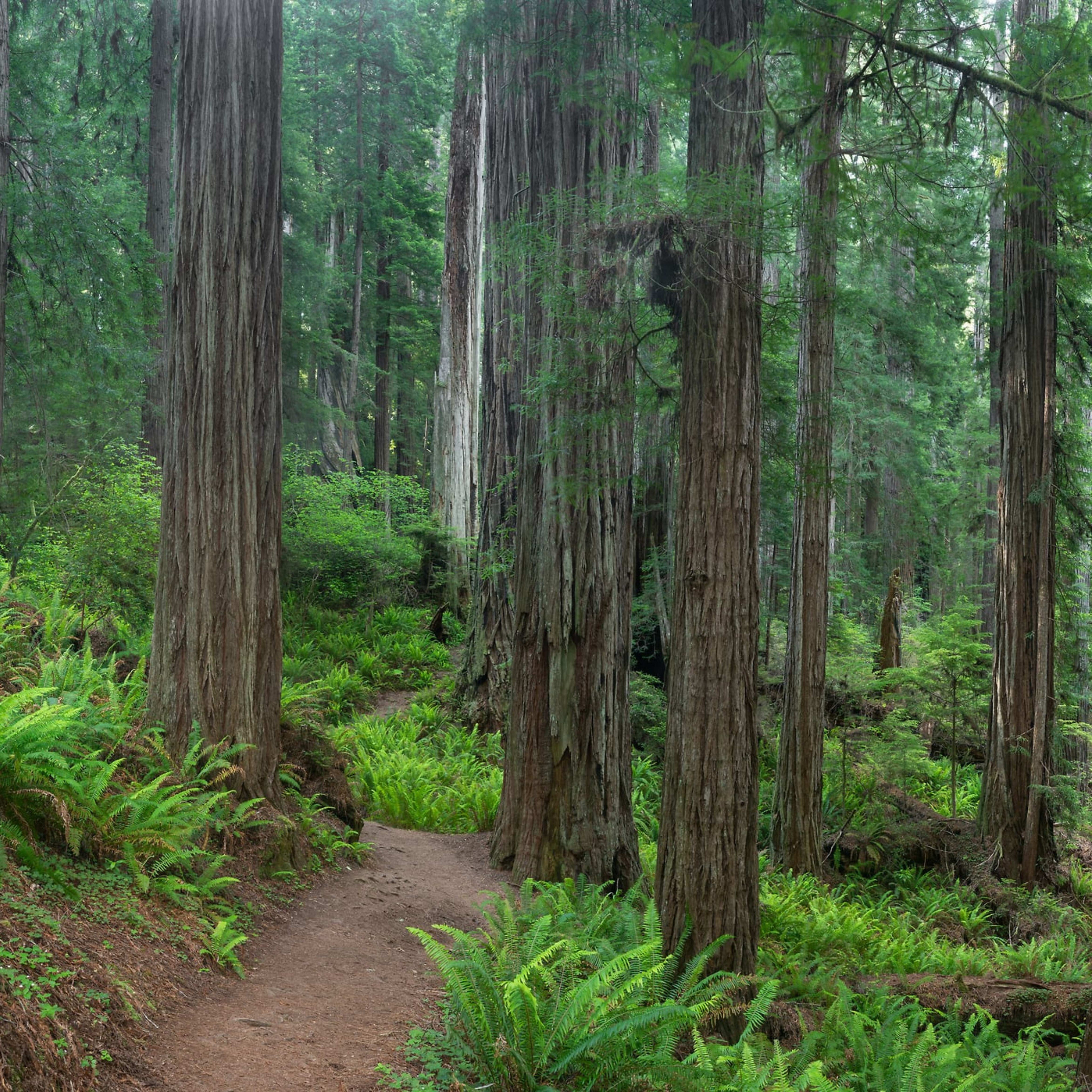 Trail through the ancients