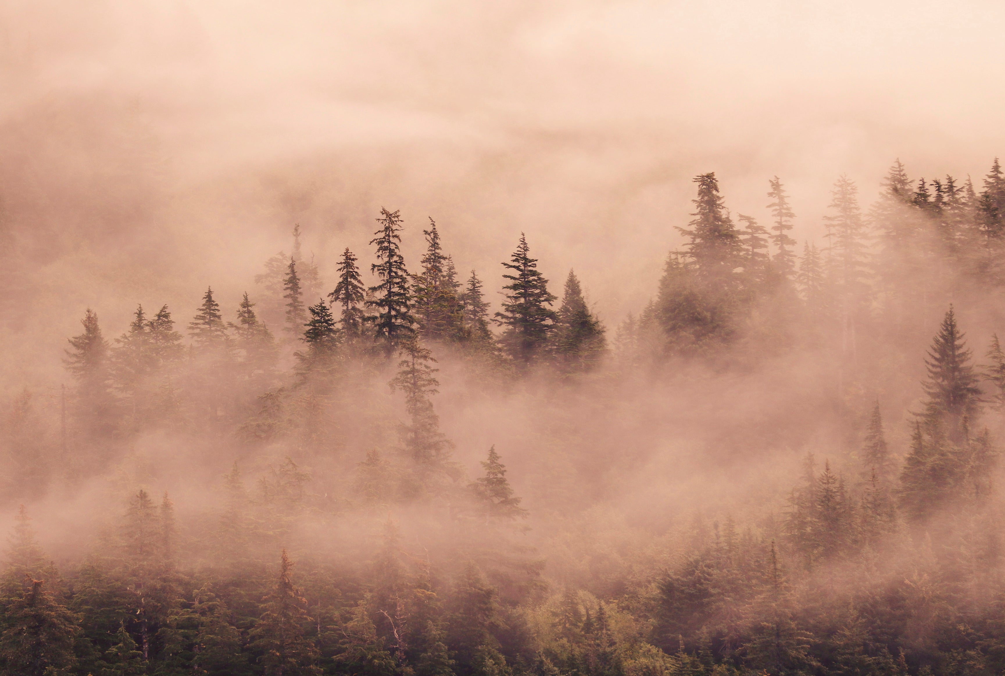 Veilofpines-120x80cm.jpg