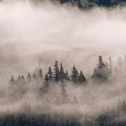 Veil of silence