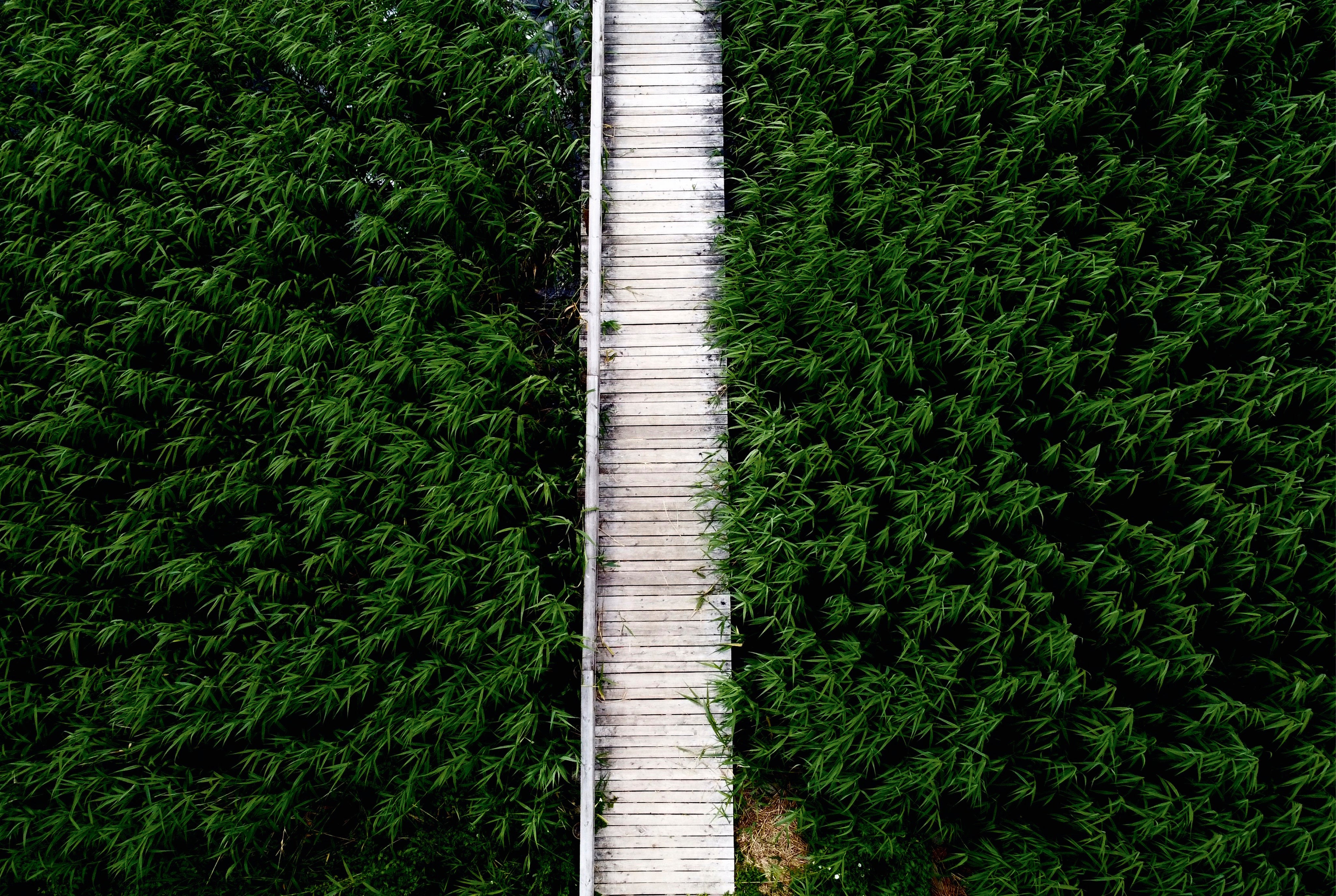 Whisperinggreenway-150x100cm.jpg