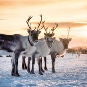 Winter antlers