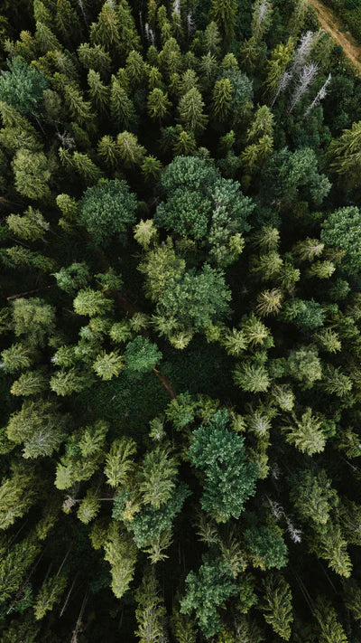 olena-bohovyk-3BlVILvh9hM-unsplash.webp