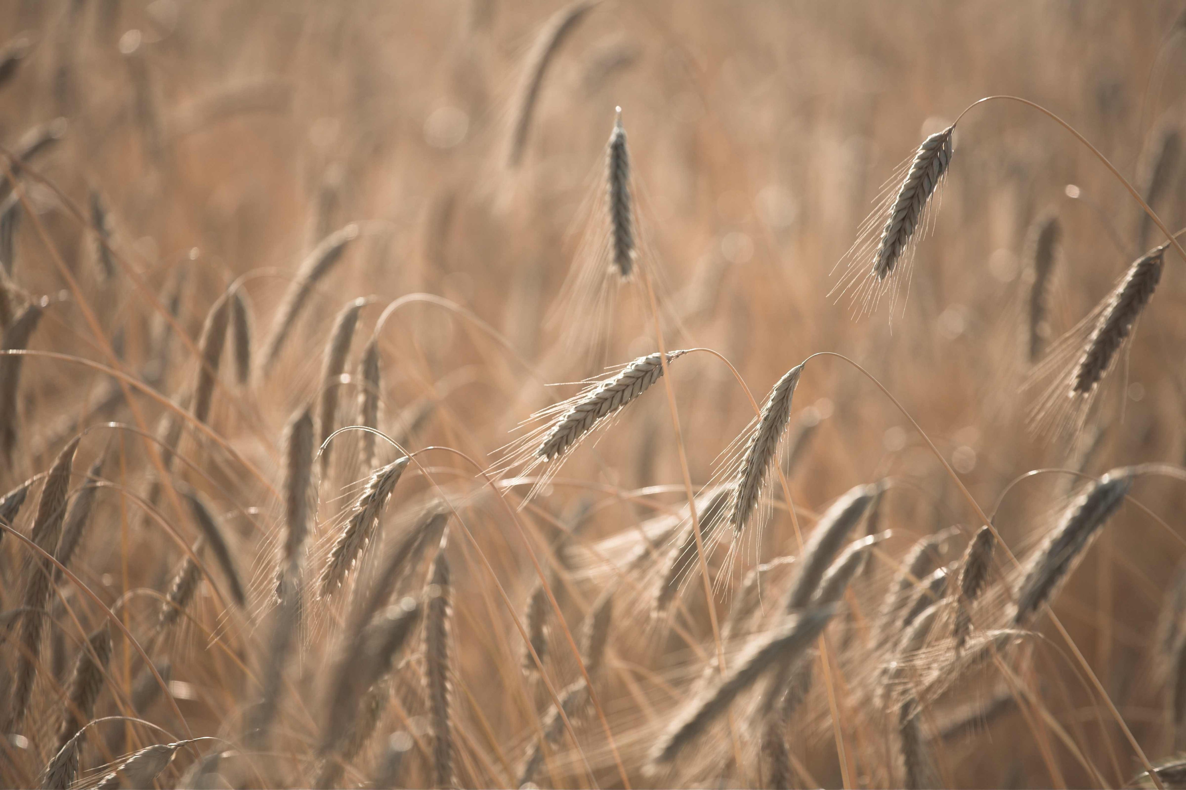 Cereal field