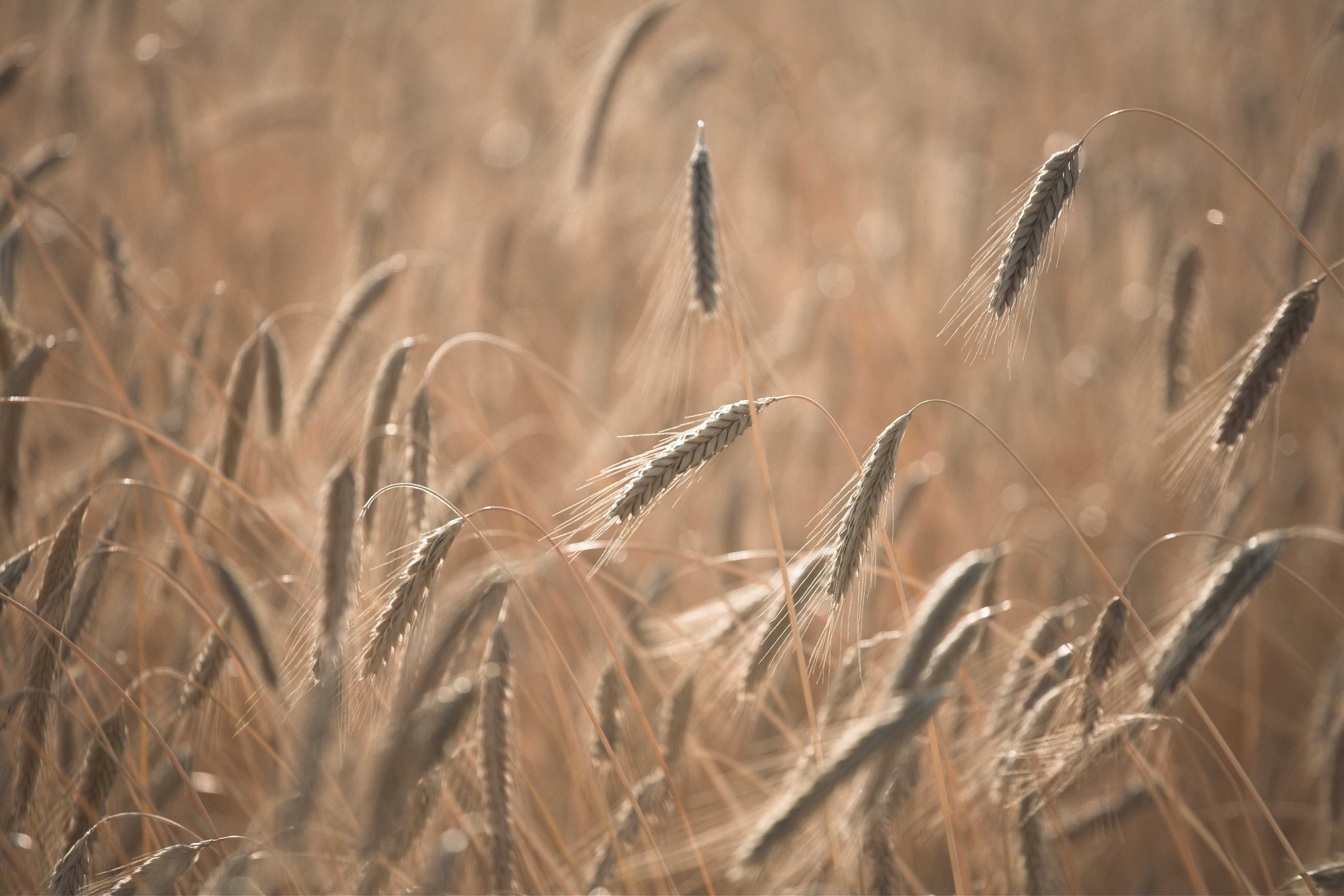 Cereal field