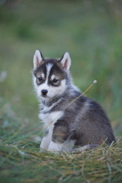 Juvenile Greenlandic beauty