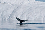 Diving among icebergs