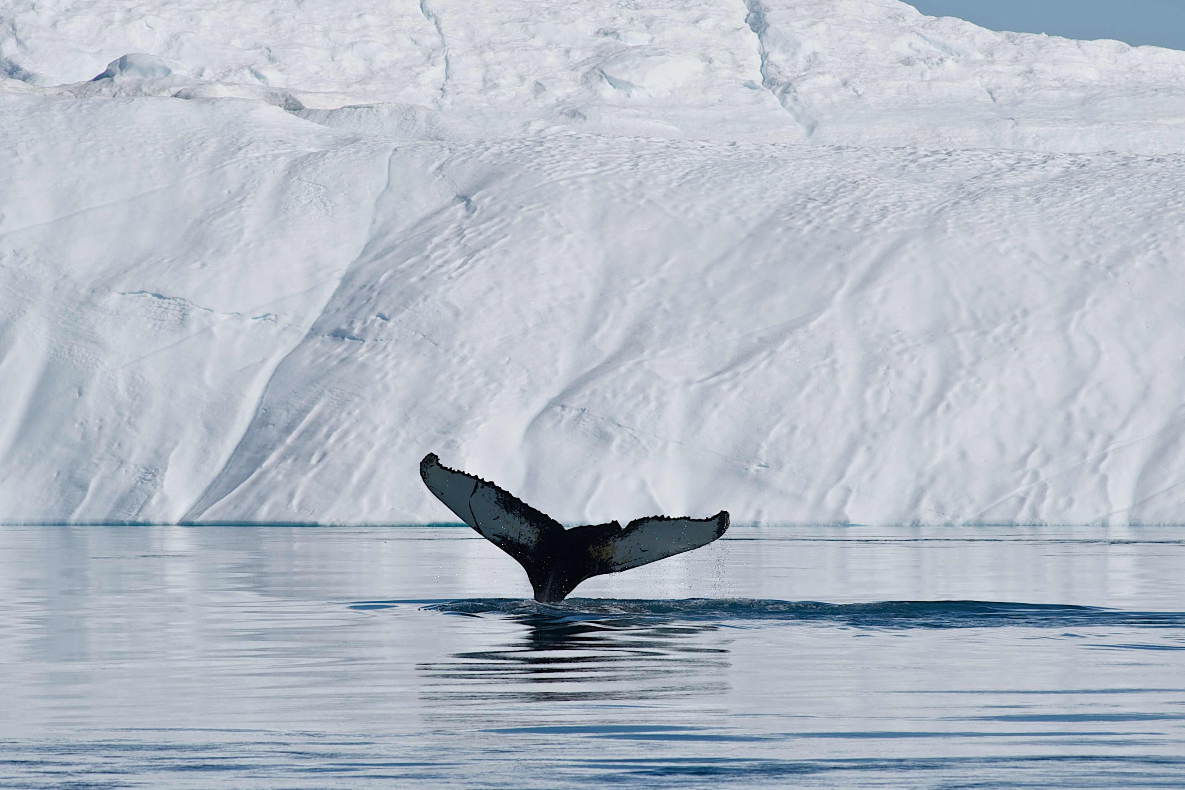 Diving among icebergs