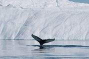 Diving among icebergs