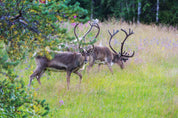 Forest harmony