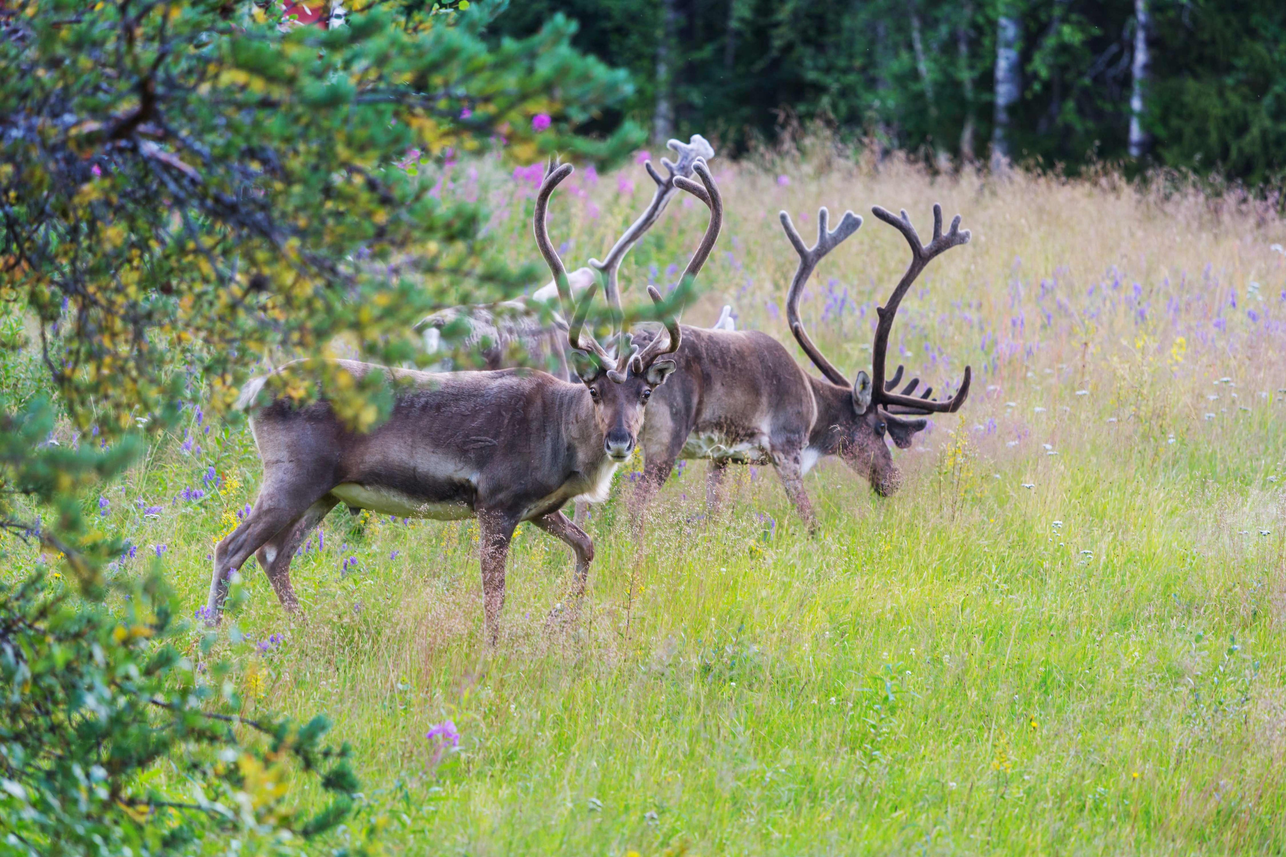 Forest harmony