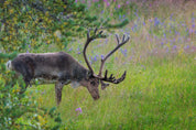 Forest grazers