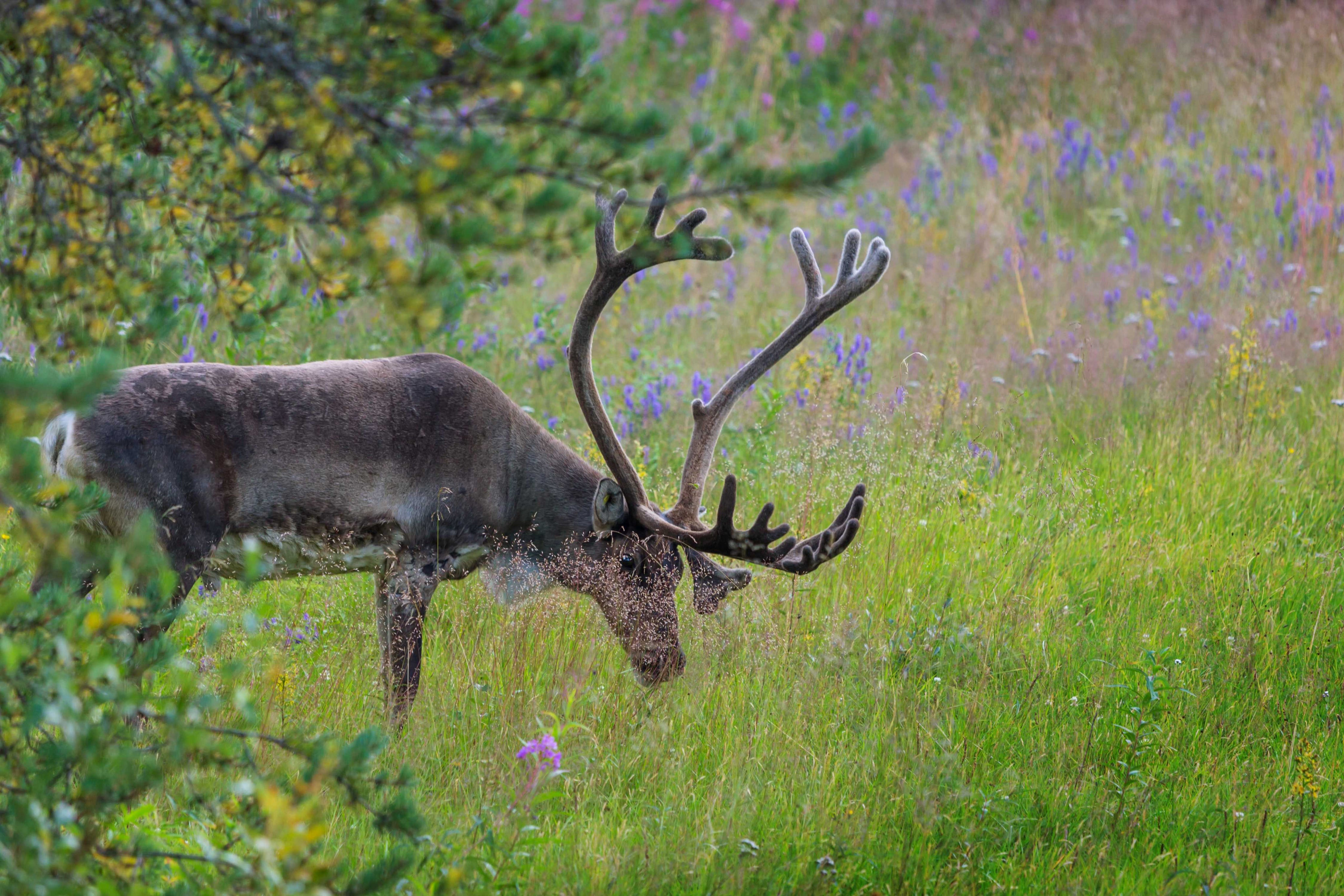 Forest grazers