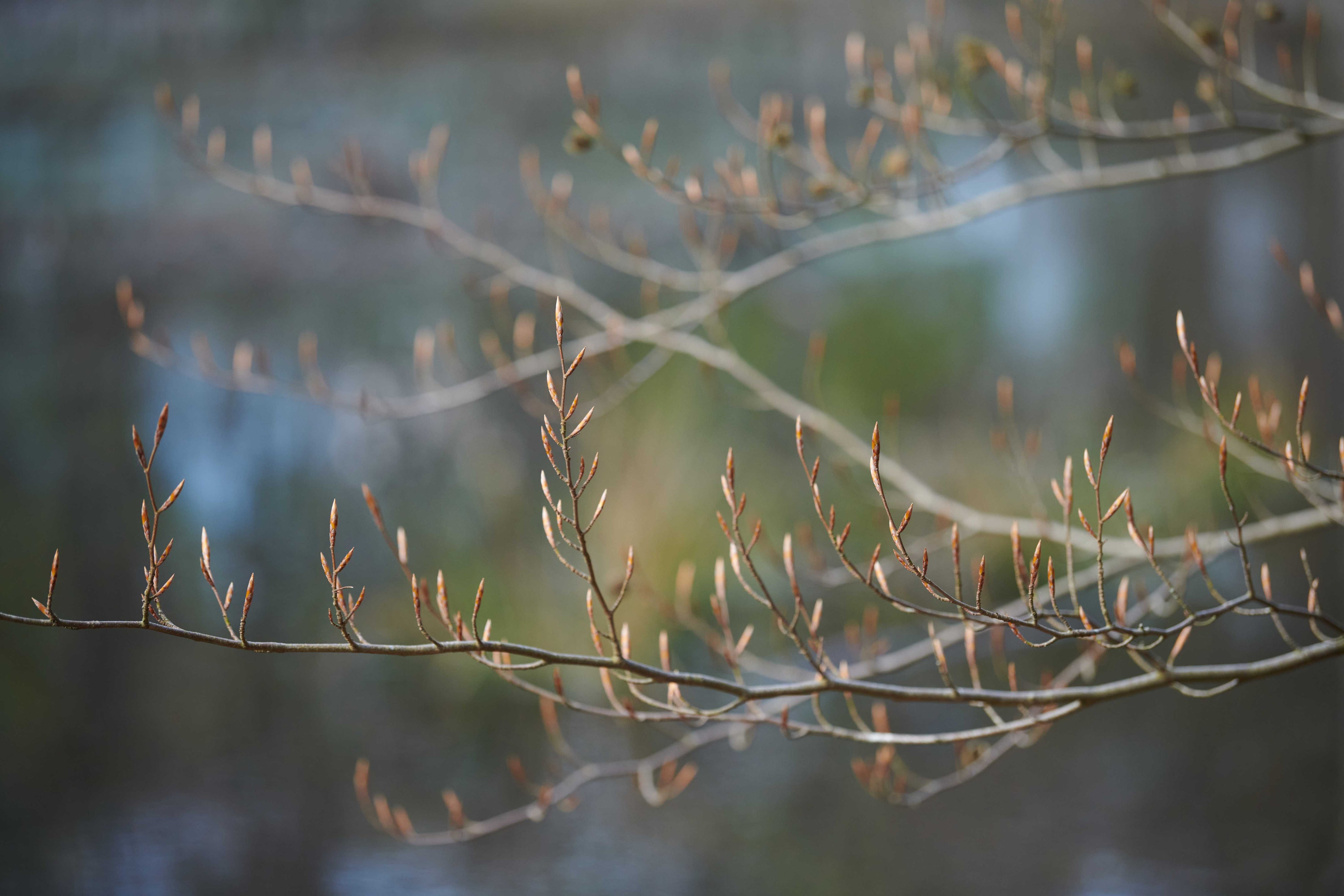 Before the buds pop