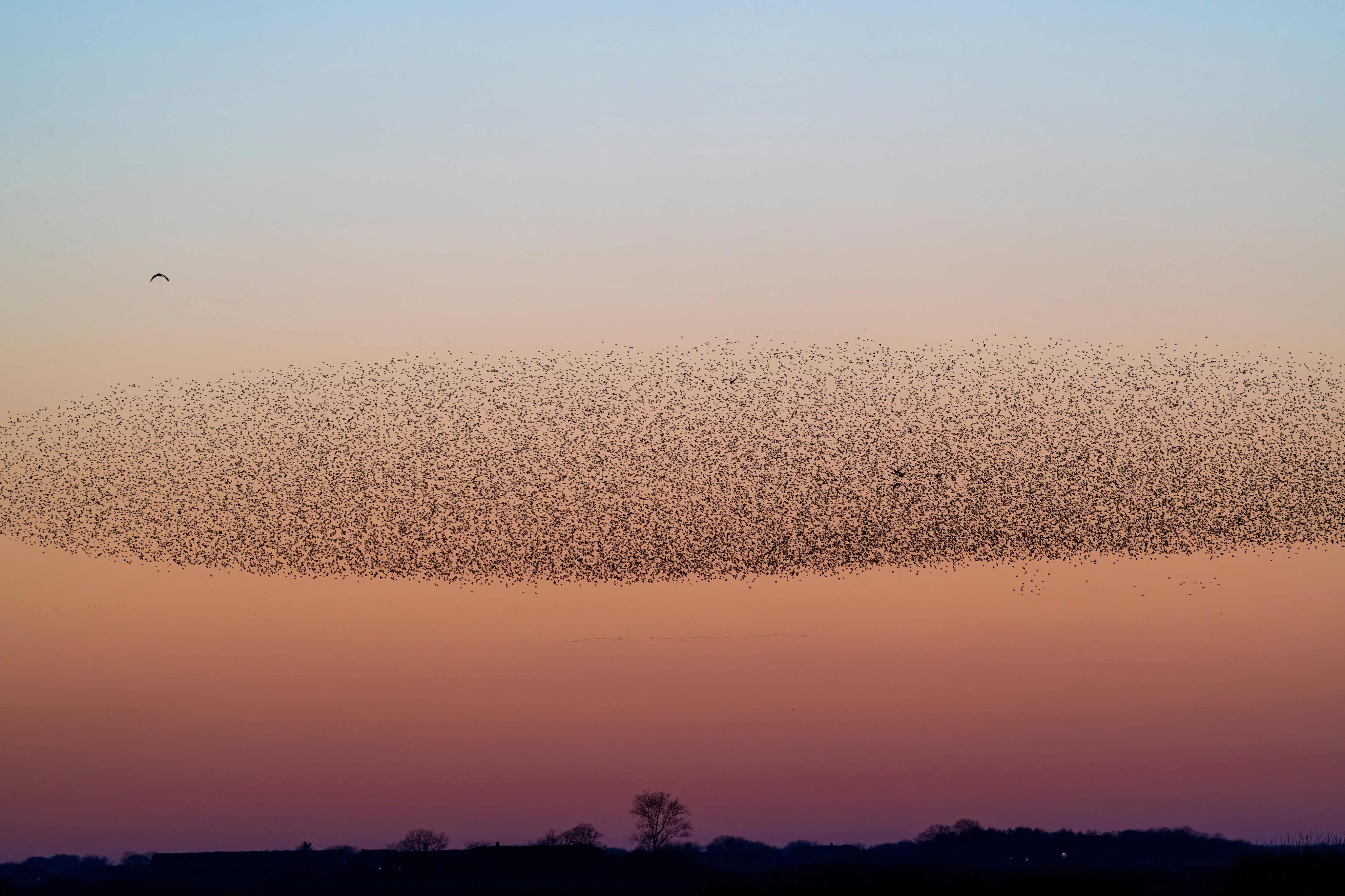 Sparrows in cloud