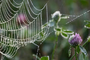 Web of wonders