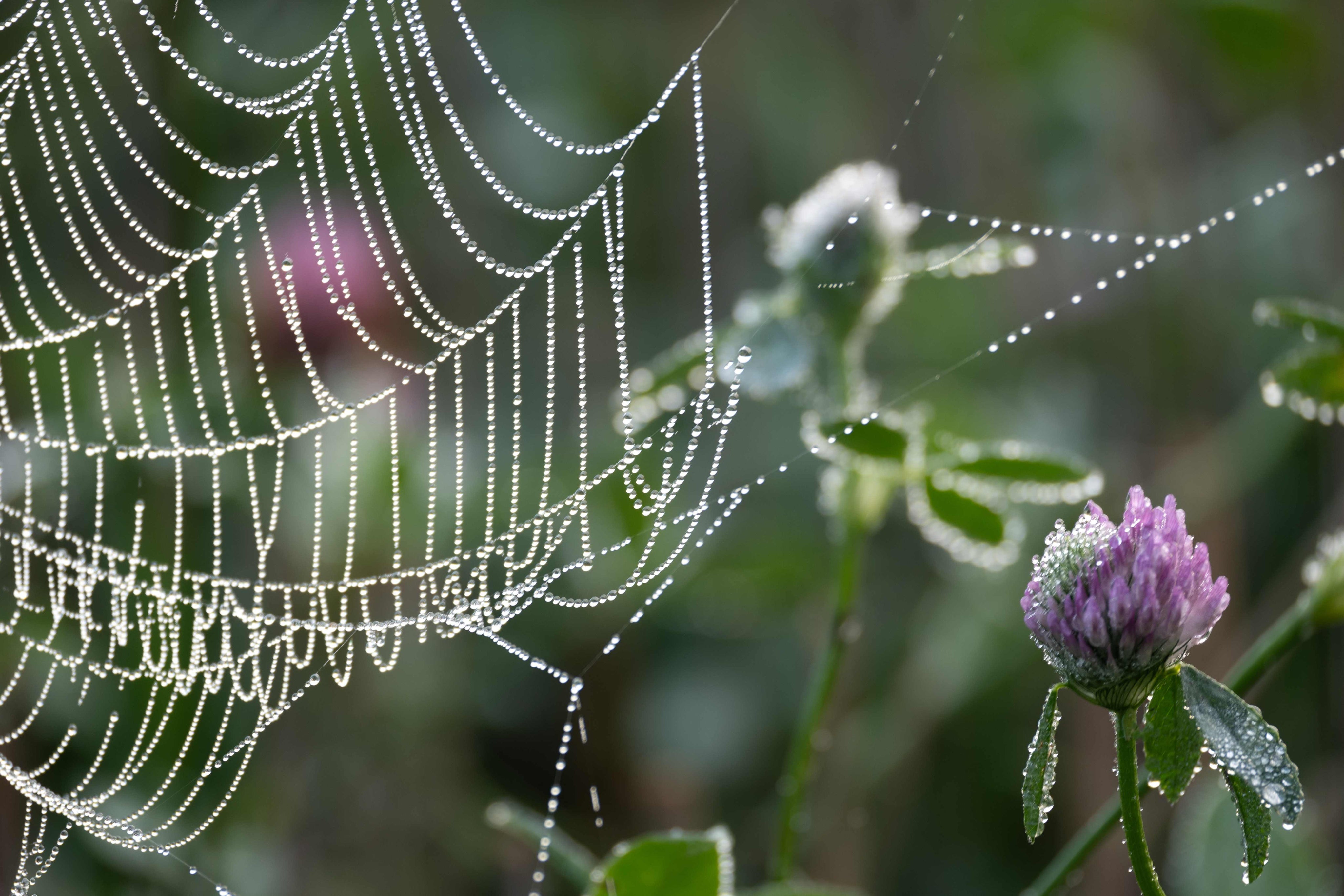 Web of wonders